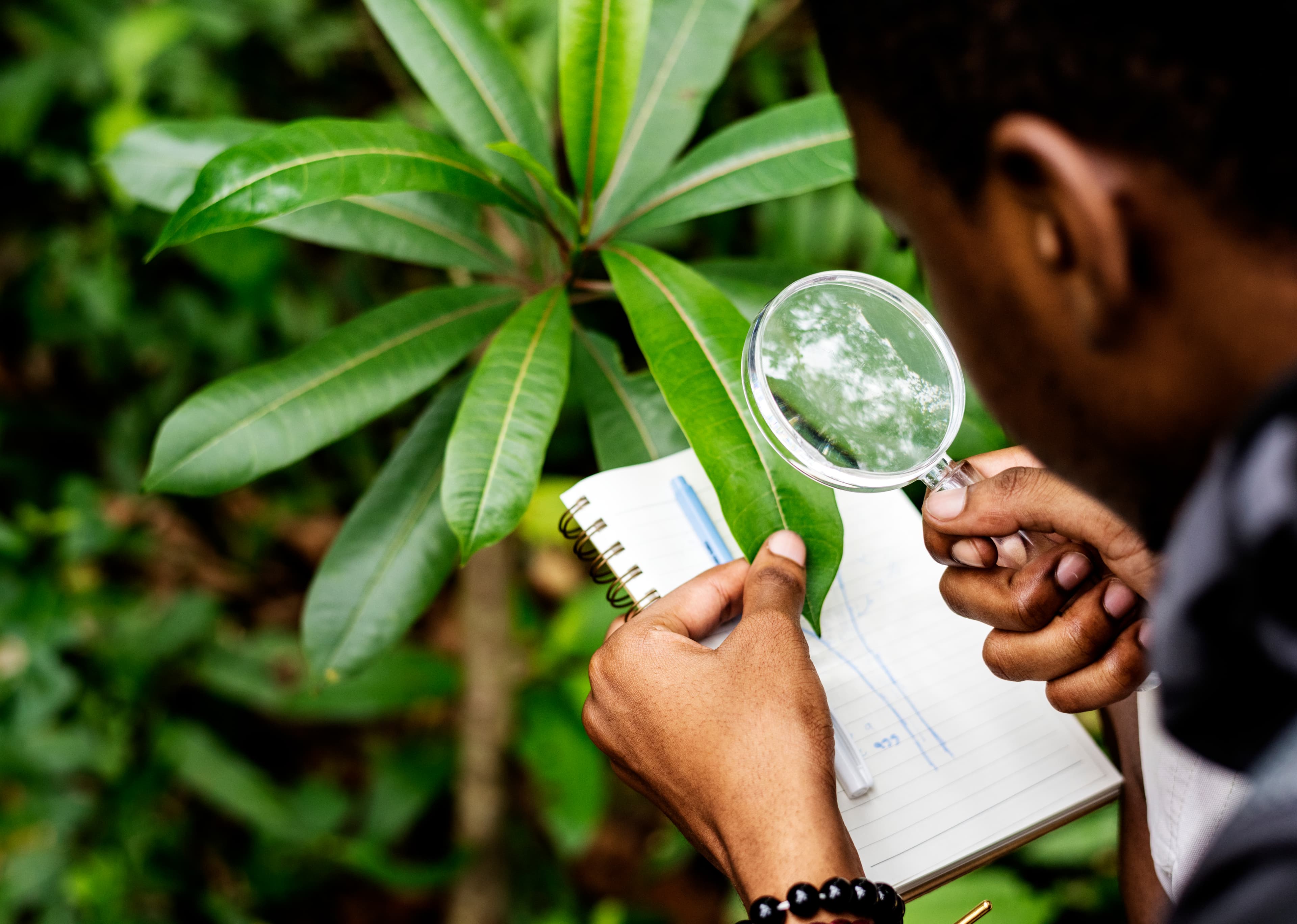 Person examining plant with magnifying glass